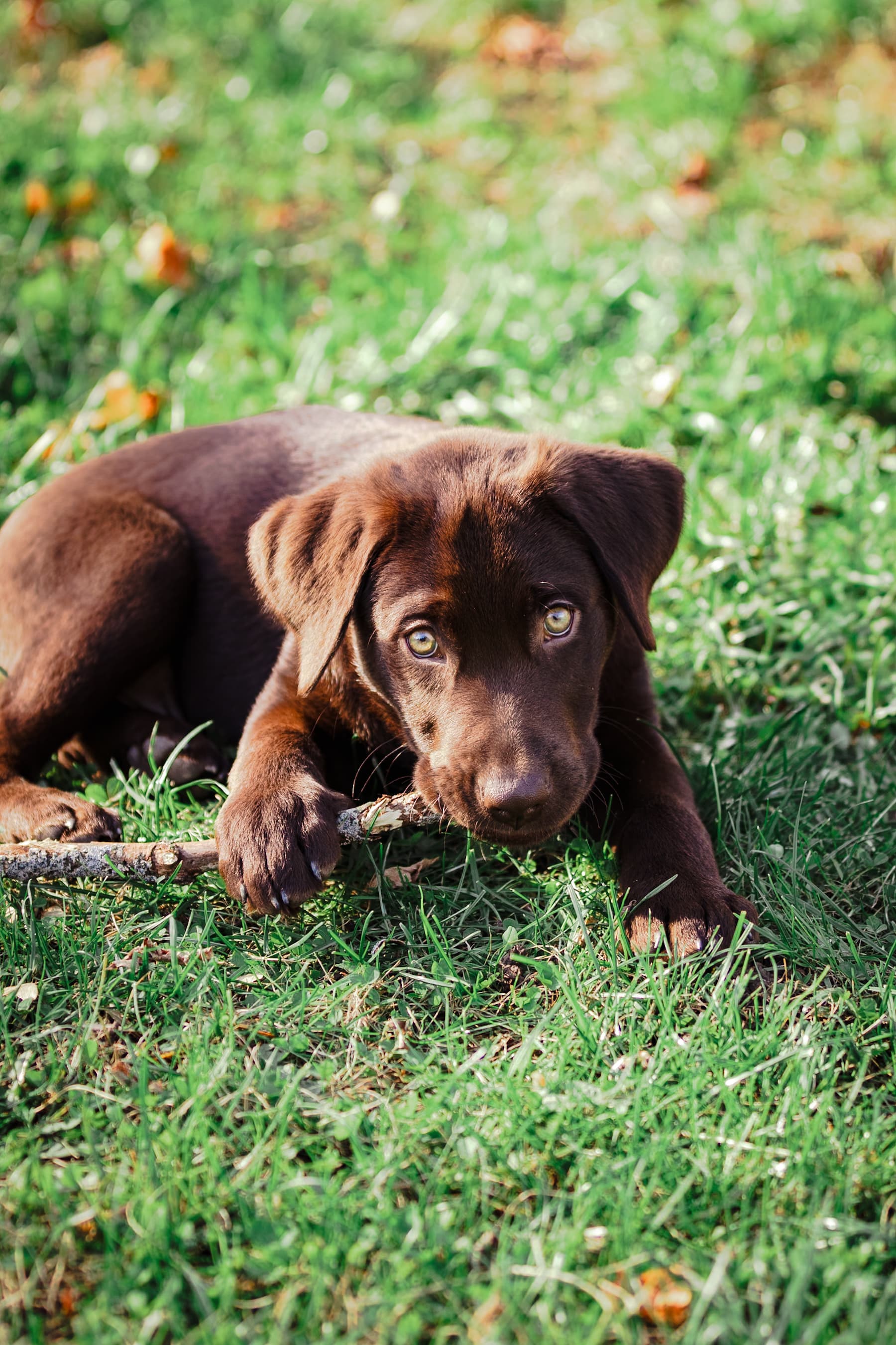 Chocolate lab puppy lying in grass with a stick
