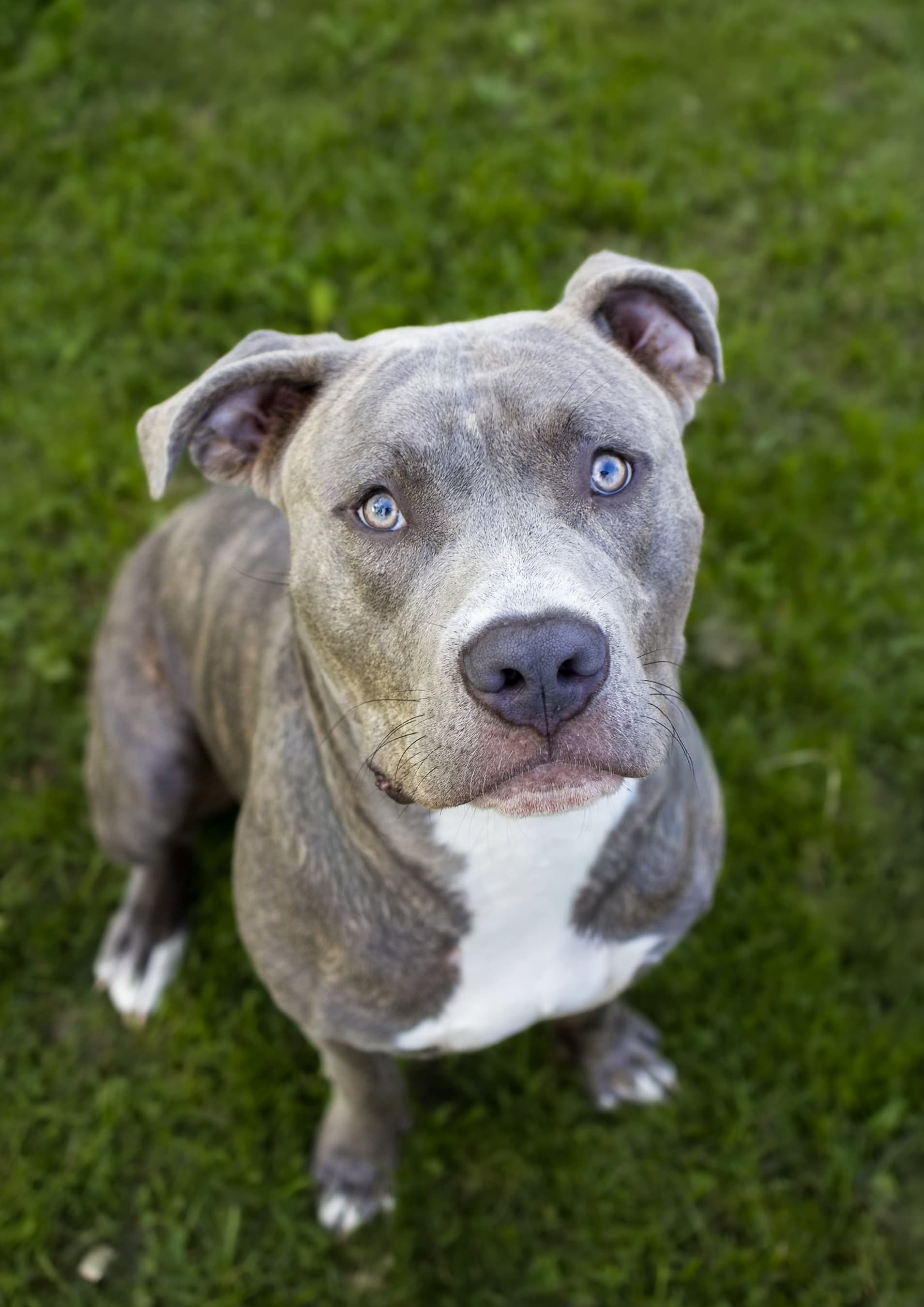 Blue pit bull sitting in grass looking up at the camera
