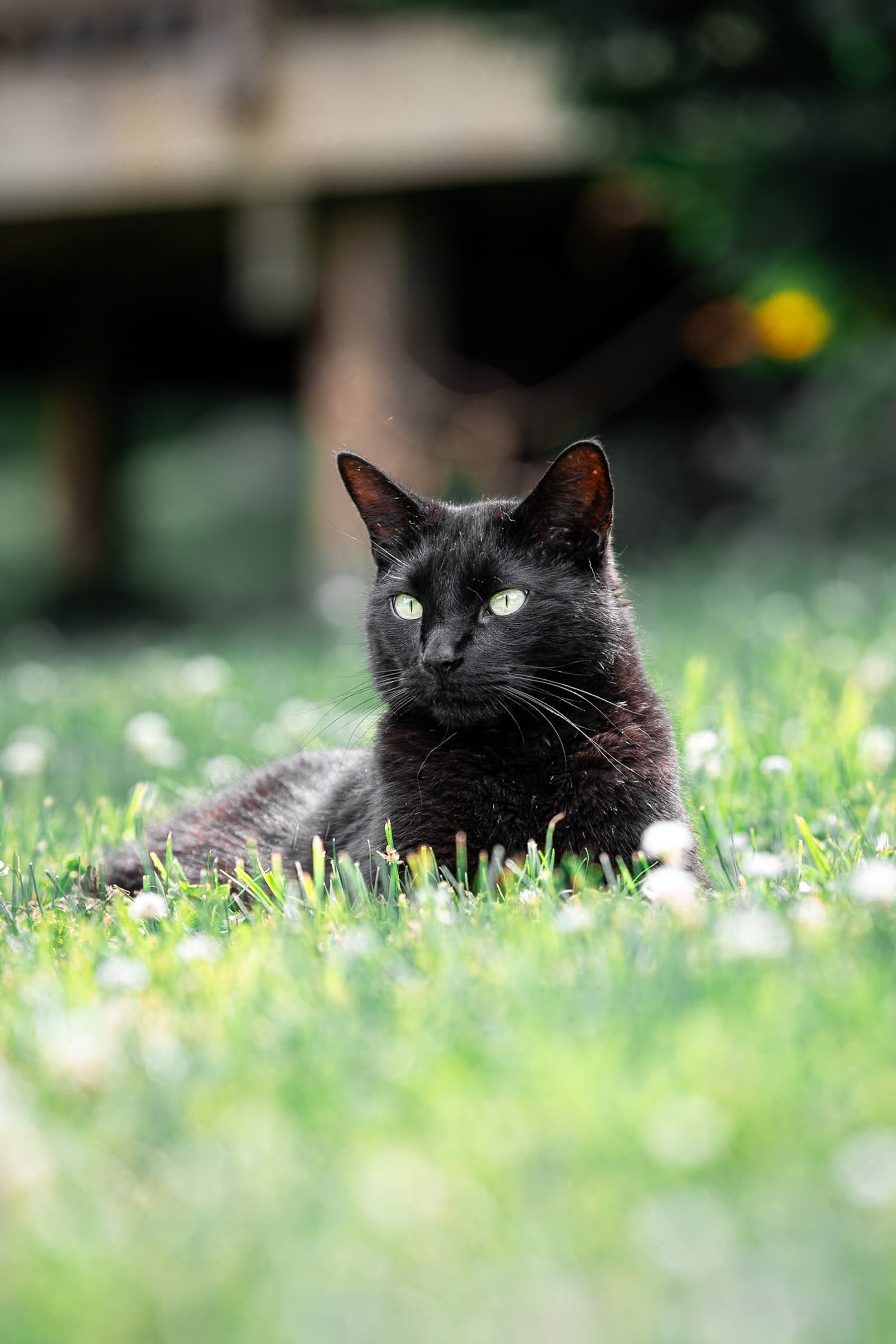 Black cat lying in clover with green eyes fixed on the camera