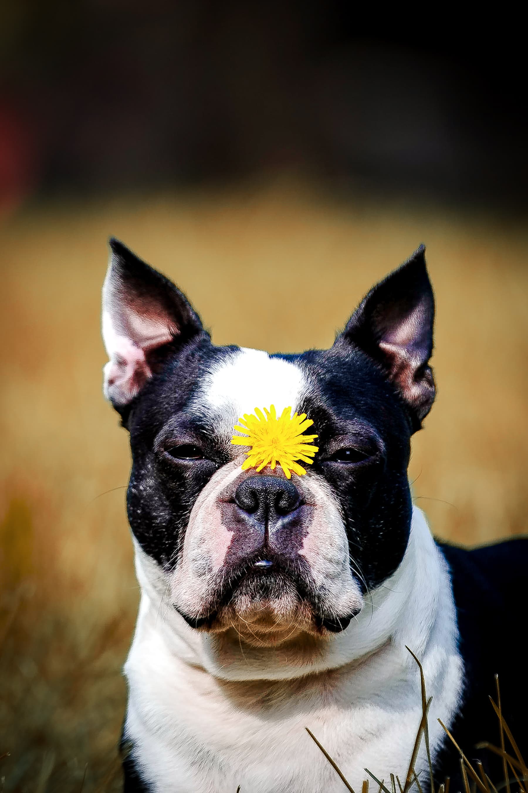 Boston terrier lying in golden grass with a dandelion balanced between its eyes